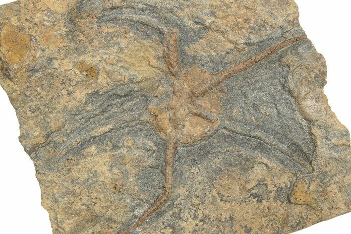 Ordovician Brittle Star (Ophiura) - Morocco #249048